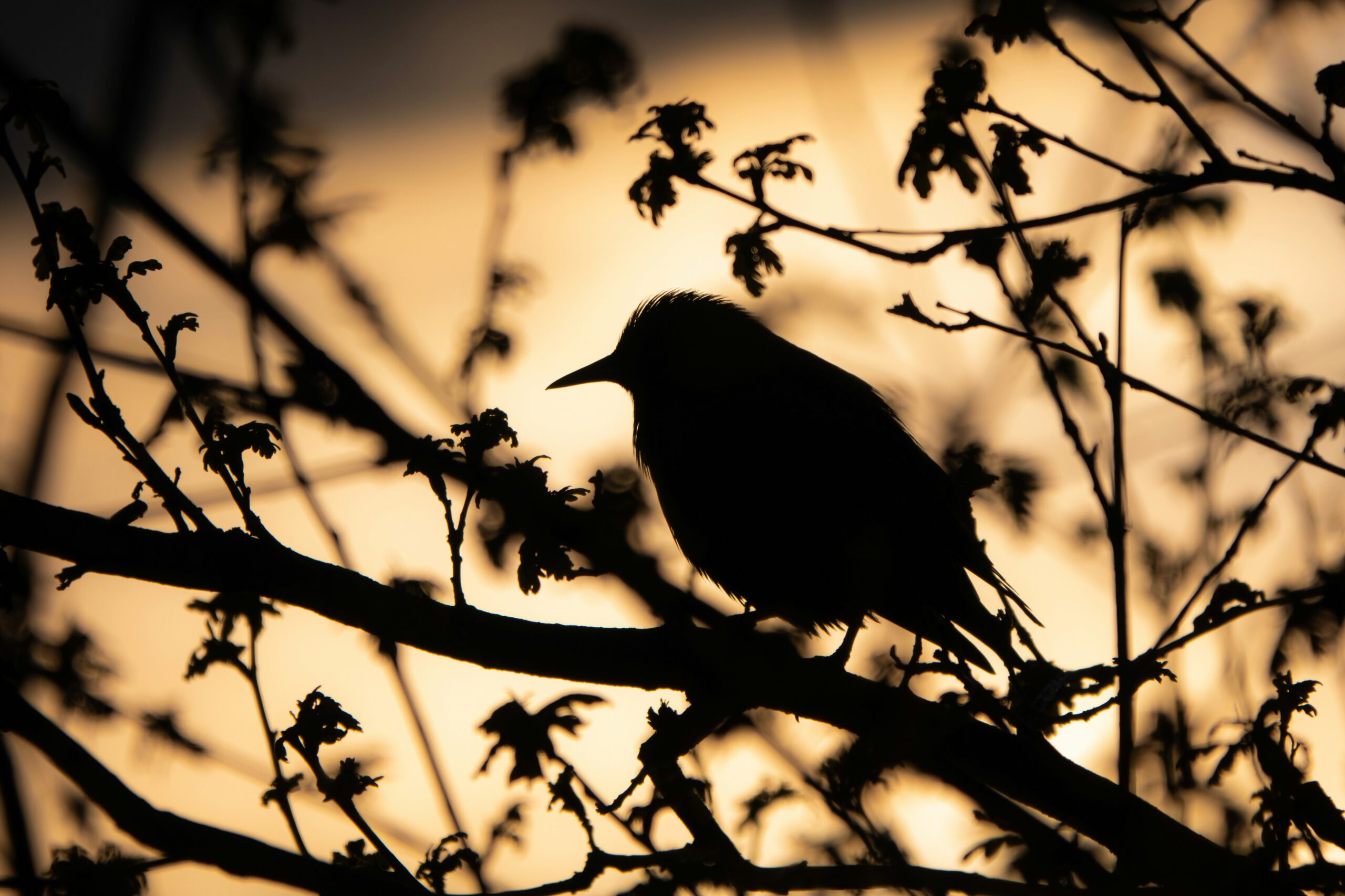 Can I Use A Spotting Scope Instead Of Binoculars For Birding?