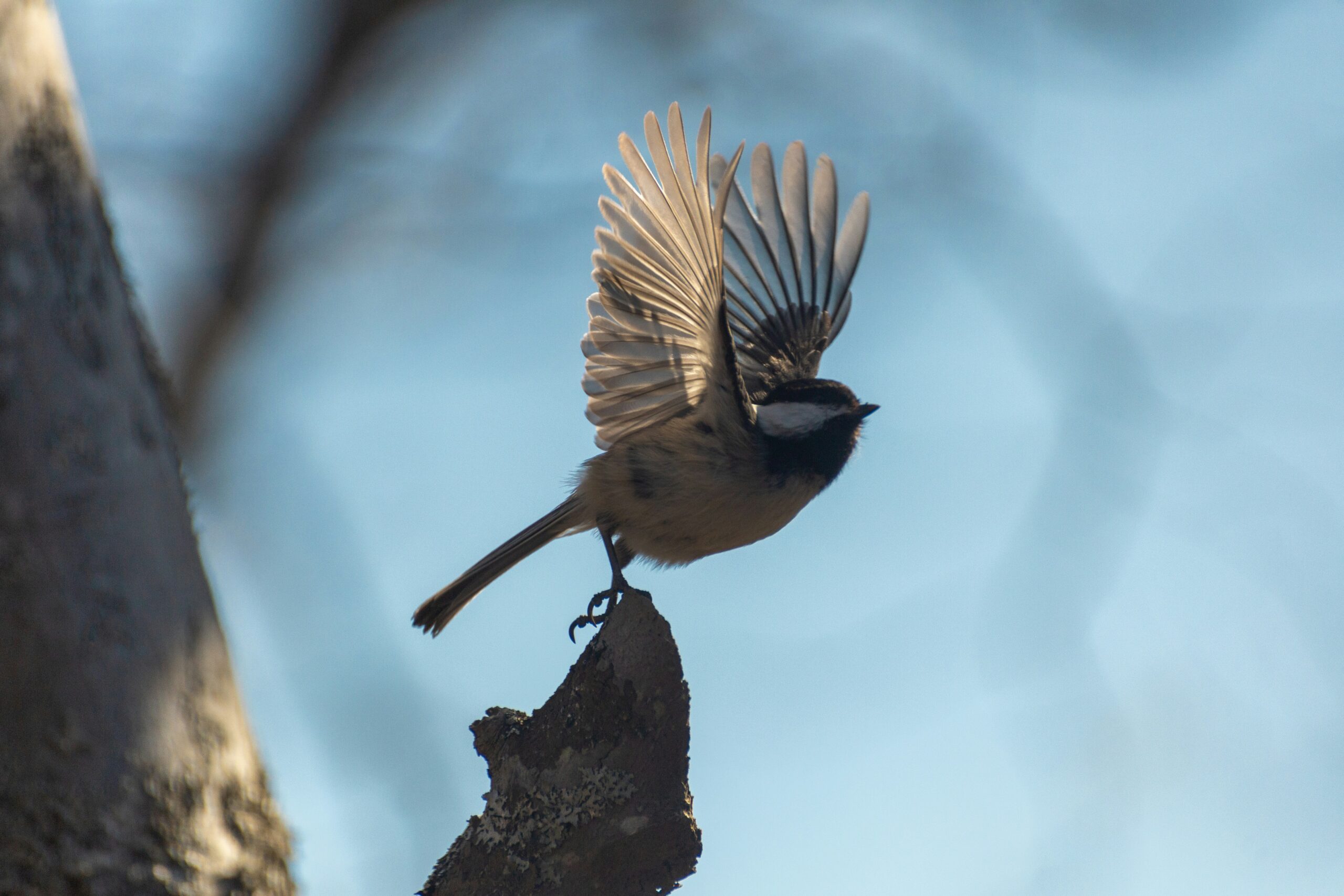 Are Binoculars Essential For Birdwatching?