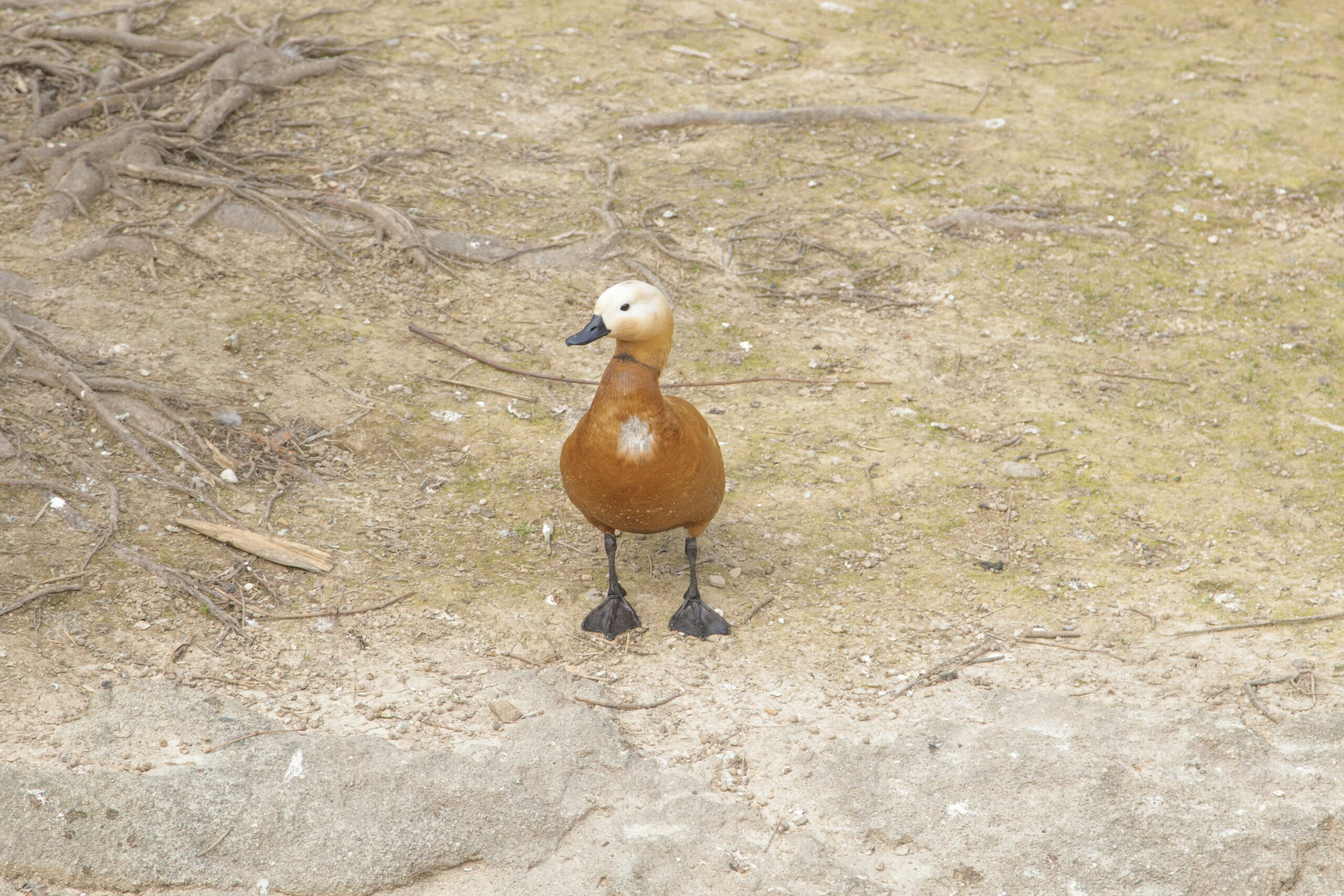 Are Binoculars Essential For Birdwatching?