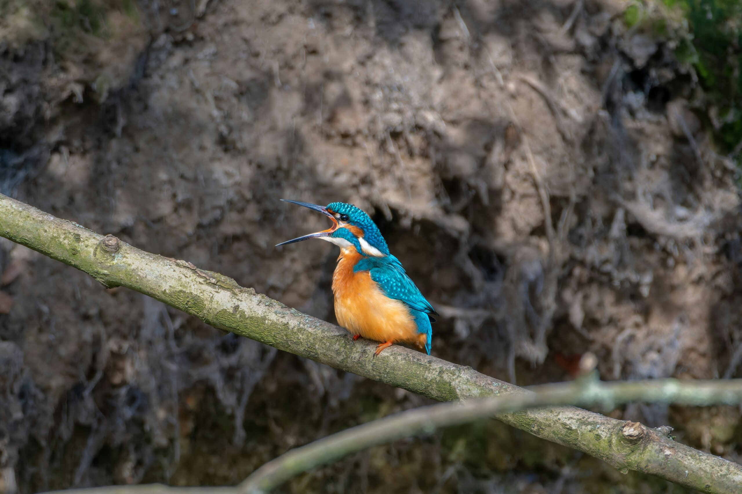 Are Binoculars Useful For Birding Beginners?