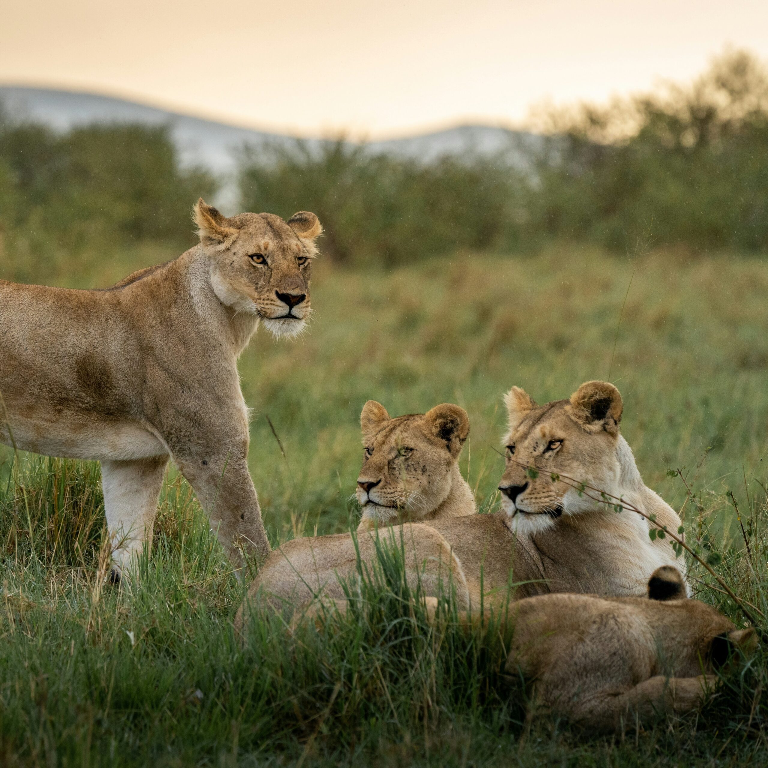 Can I Use Binoculars For Wildlife Photography?