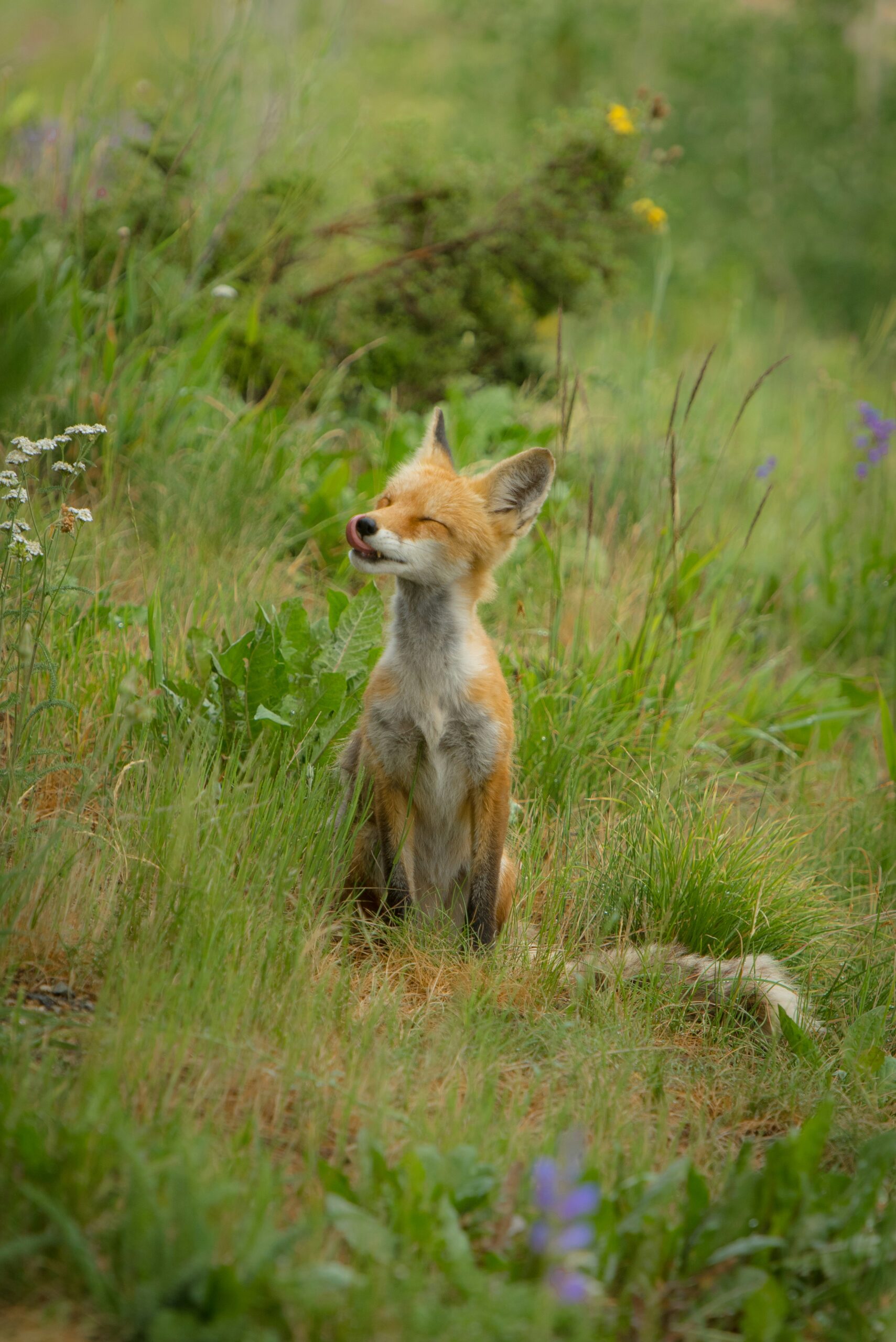 Are Monoculars Suitable For Wildlife Observation?