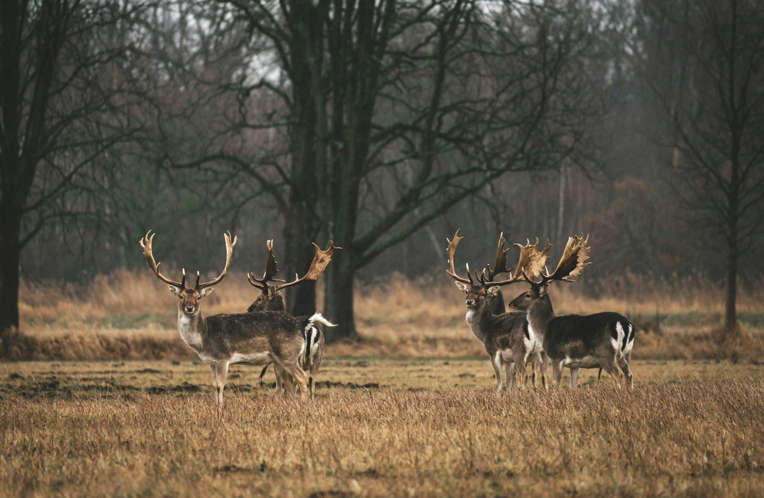What Are The Different Mounting Options For Hunting Optics?