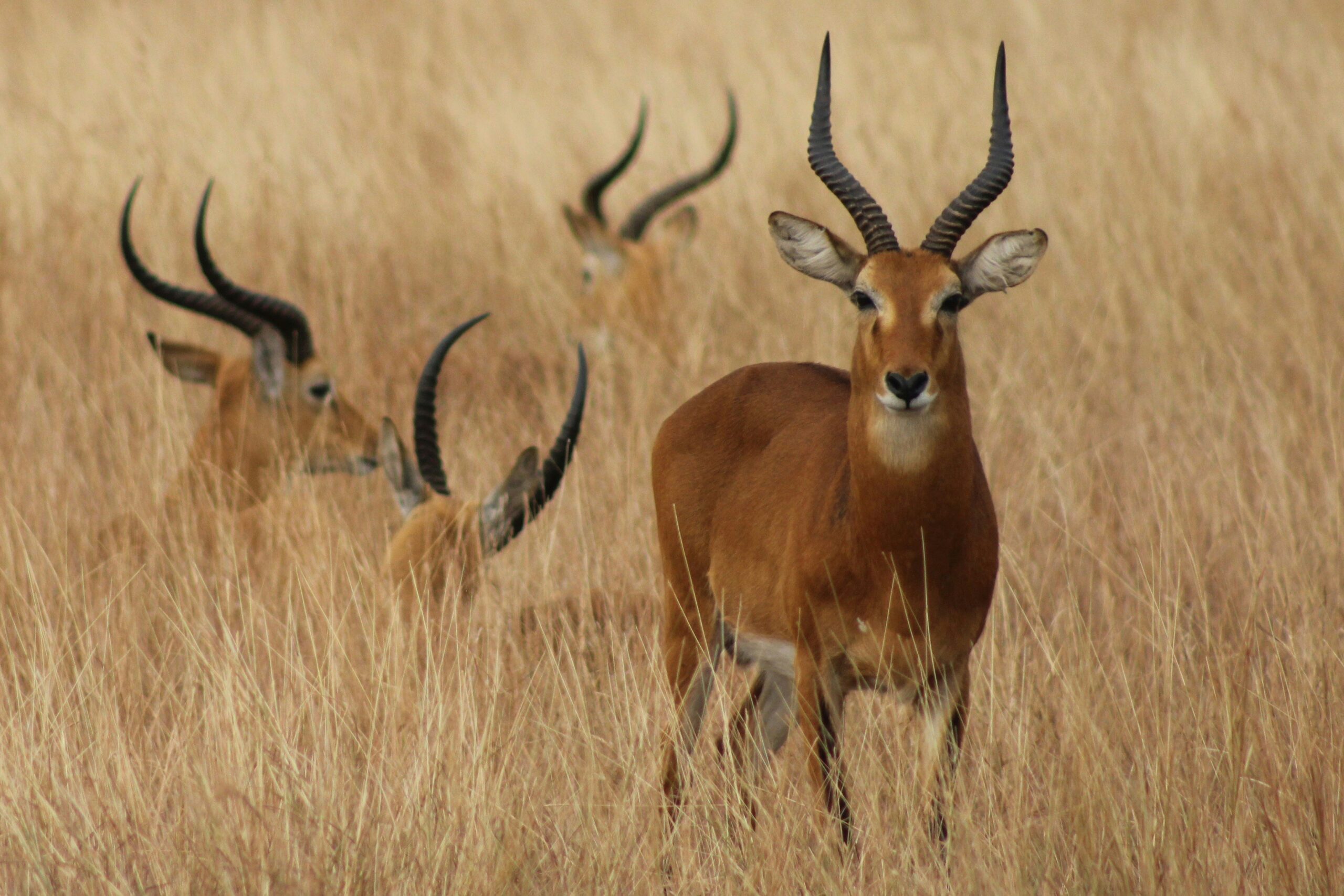 What Are The Different Mounting Options For Hunting Optics?