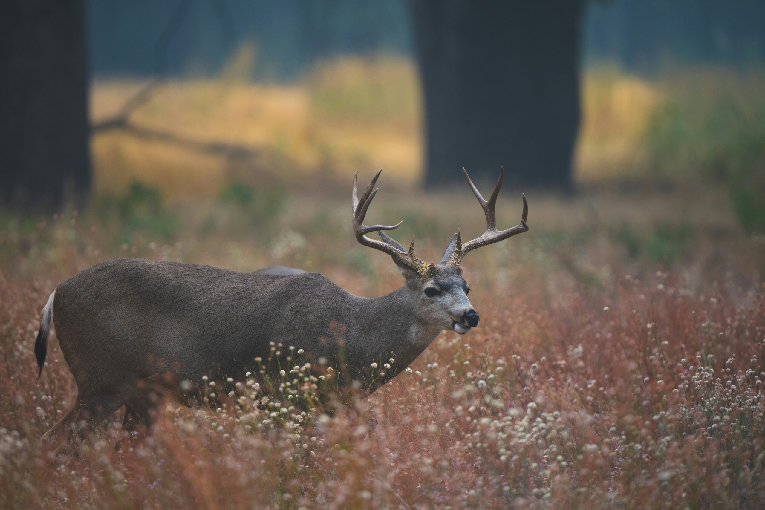 What Are The Different Mounting Options For Hunting Optics?