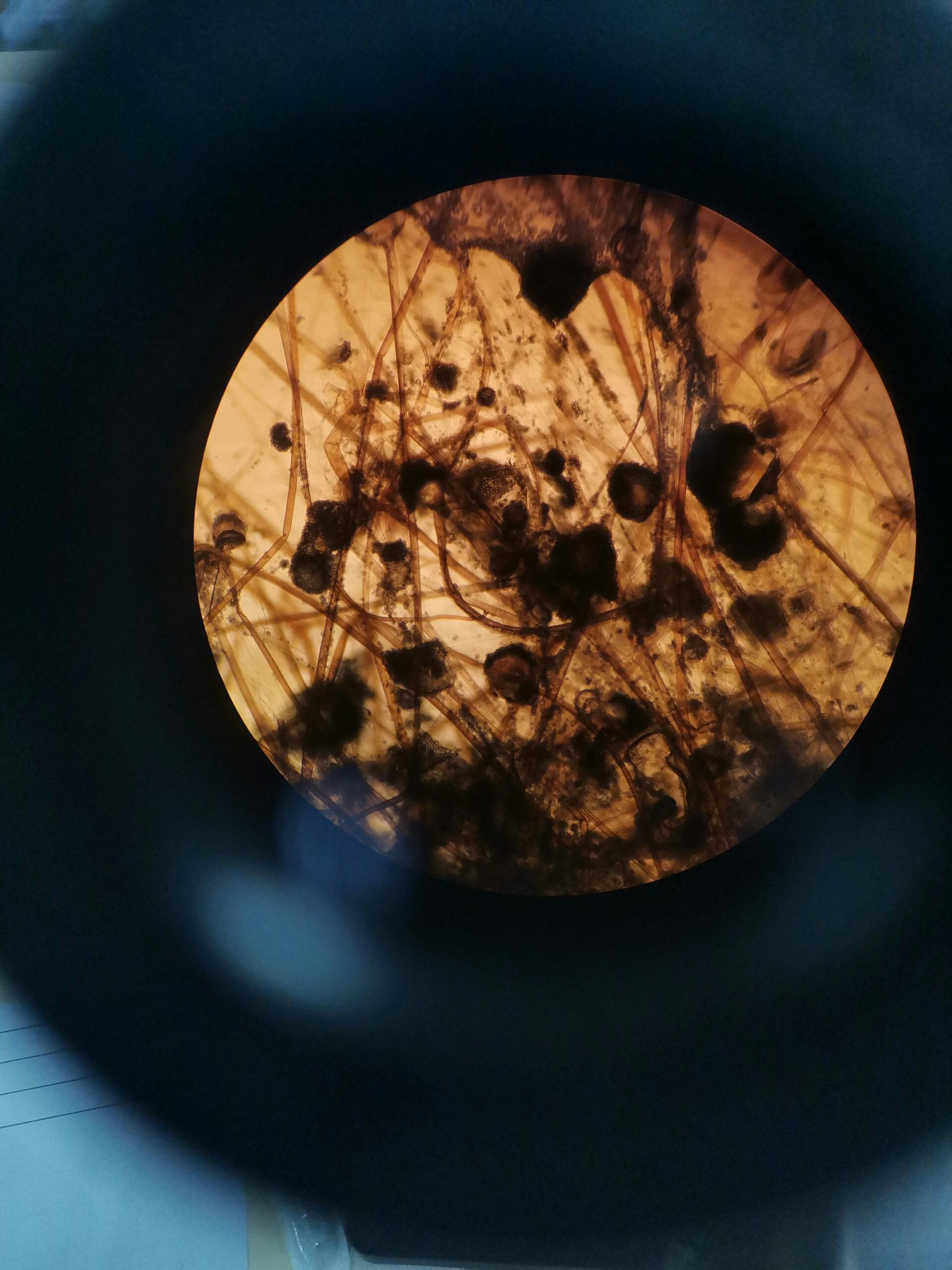 What Is The Magnification Power Of A Monocular?