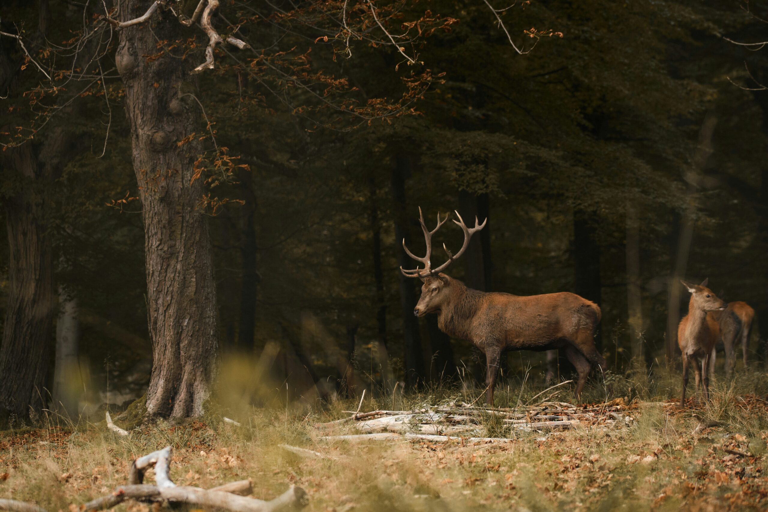 What Kind Of Optics Are Used For Hunting?