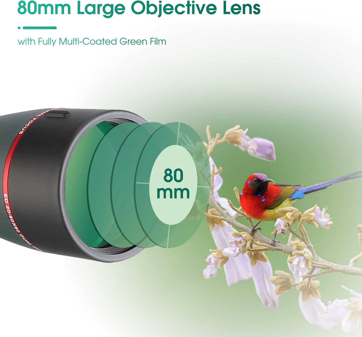 SVBONY SV406P 20-60x80 Angled Spotting Scopes, ED Dual Focus Spotter Scope for Bird Watching, IPX7 Waterproof Spotting Scopes for Wildlife Viewing, Compatible with SC001 WiFi Camera