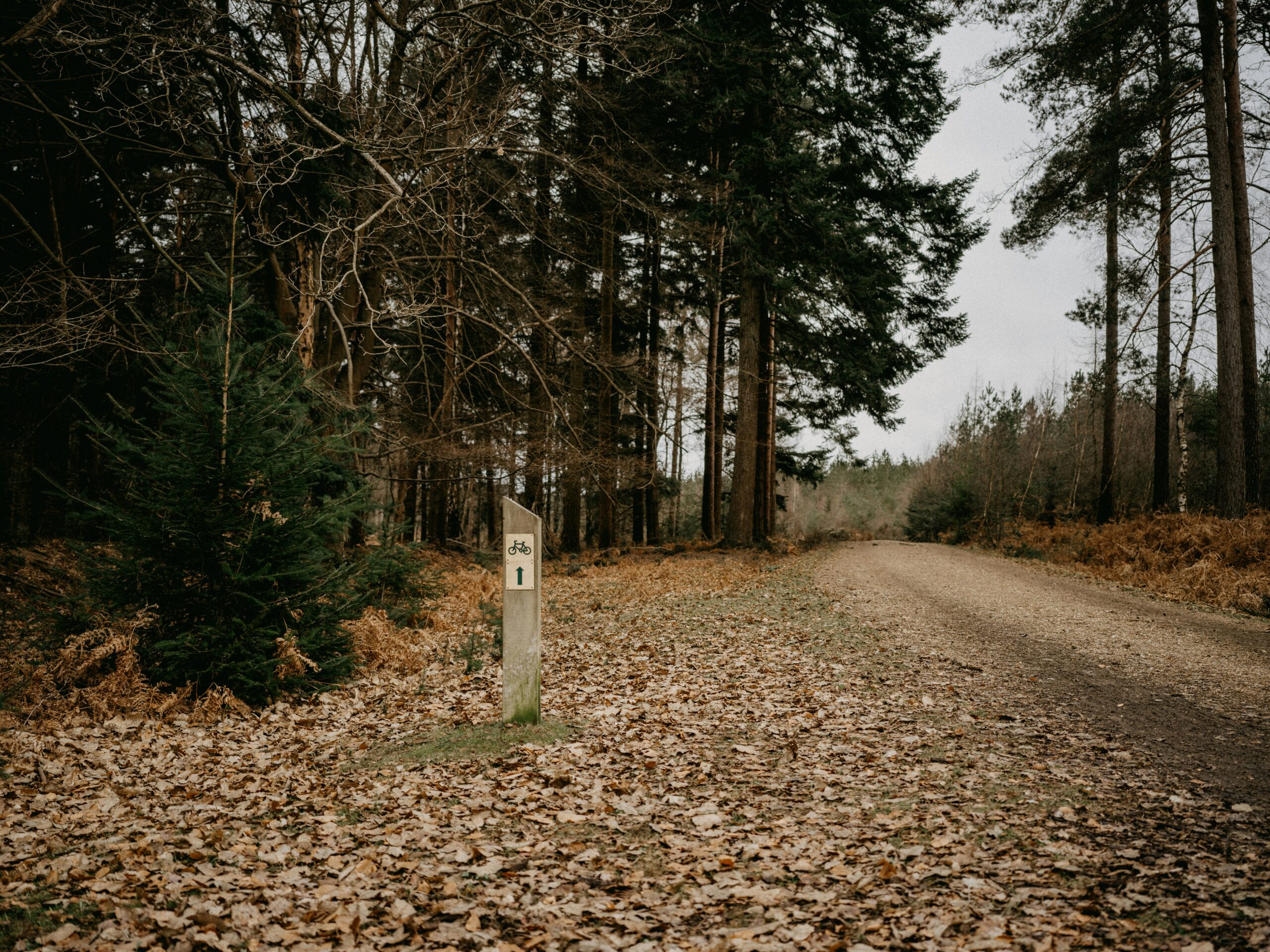 What Are The Best Binoculars For Birding From A Stationary Position?